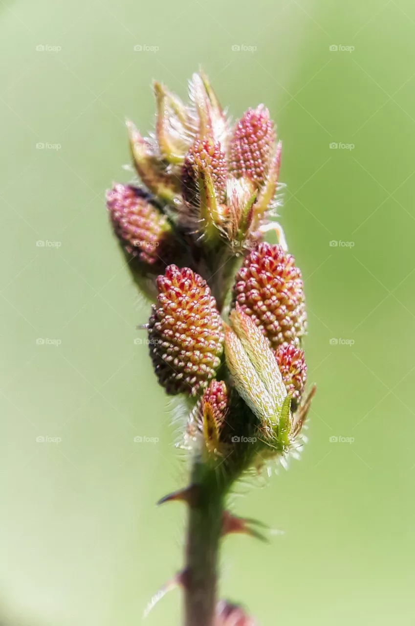 seeds