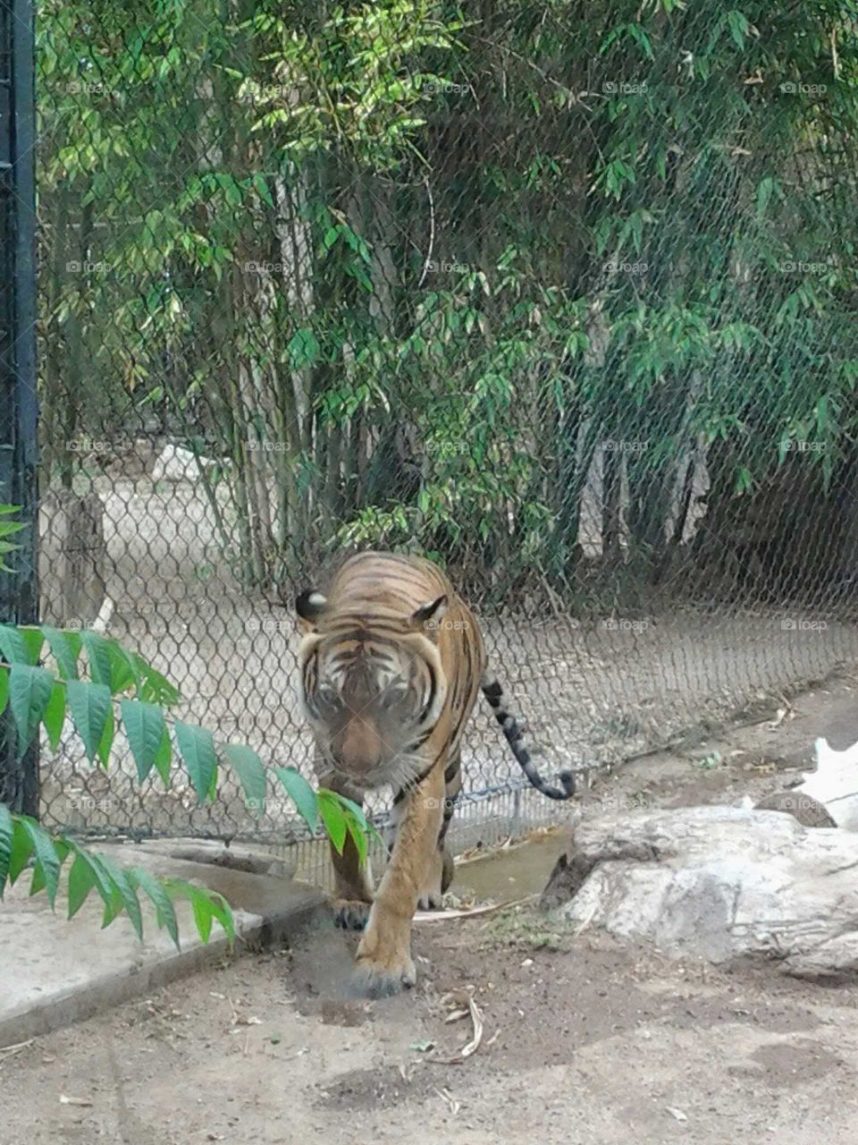 tiger