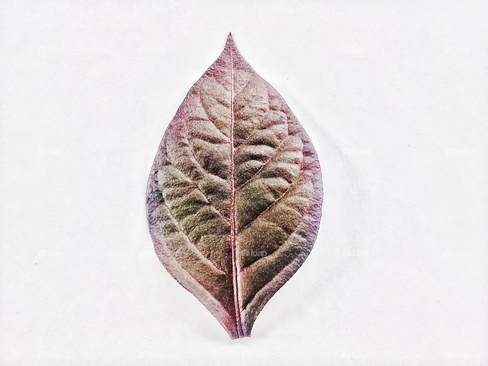 Leaf Photo.This photo can be used as a recommedation for commercial or editorial related to nature or greening,Seruyan,Central Kalimantan Indonesia on Desember 04,2019
