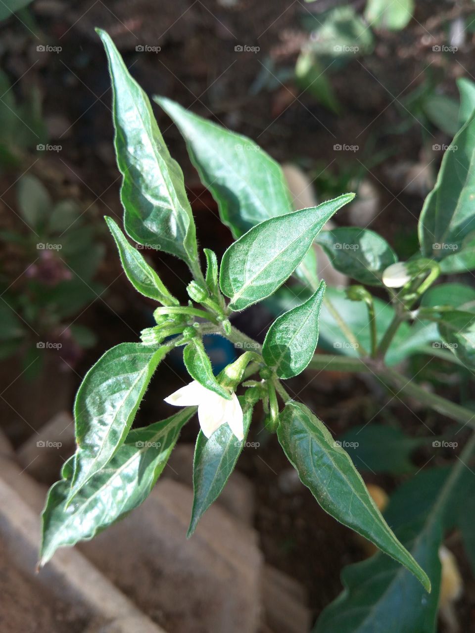 Chilli tree.....natural
