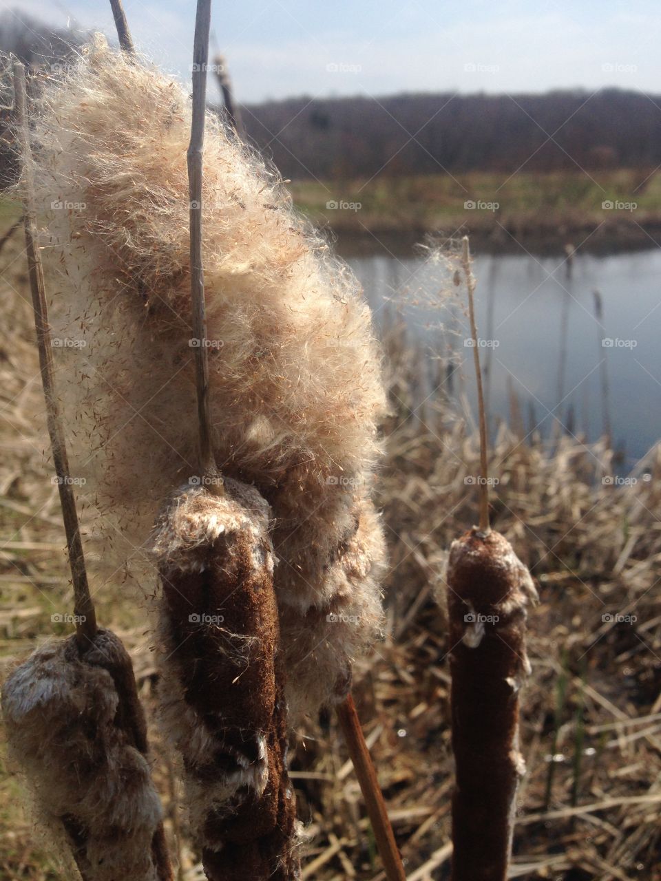 Typha 