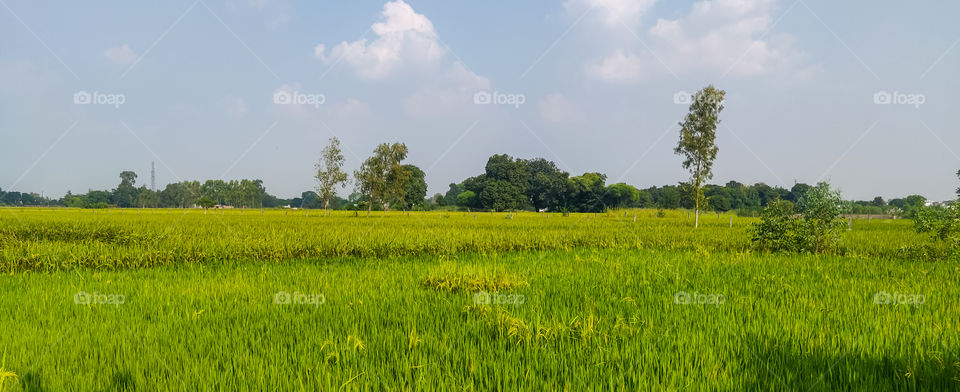 When we talk about rural surely the first thing comes in mind is farmland