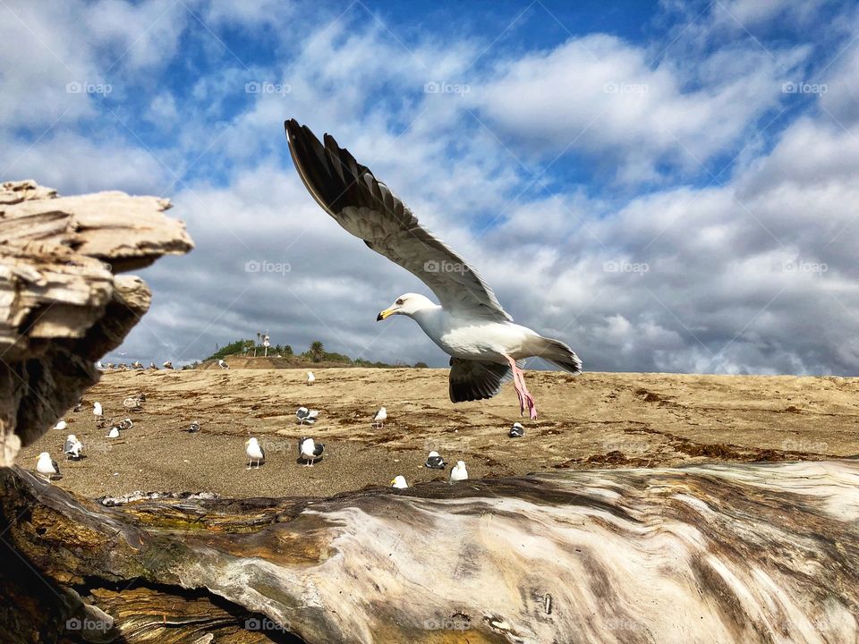 Birds soaring at the beach