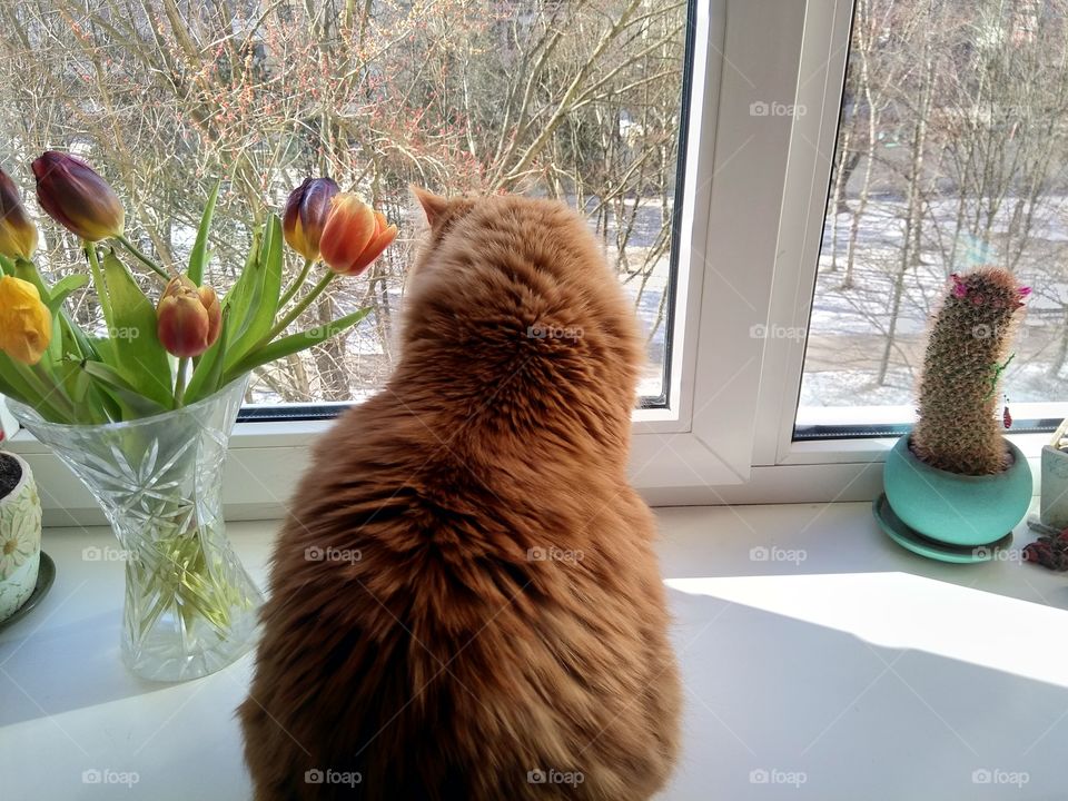 red cat pet looking on a window home spring time