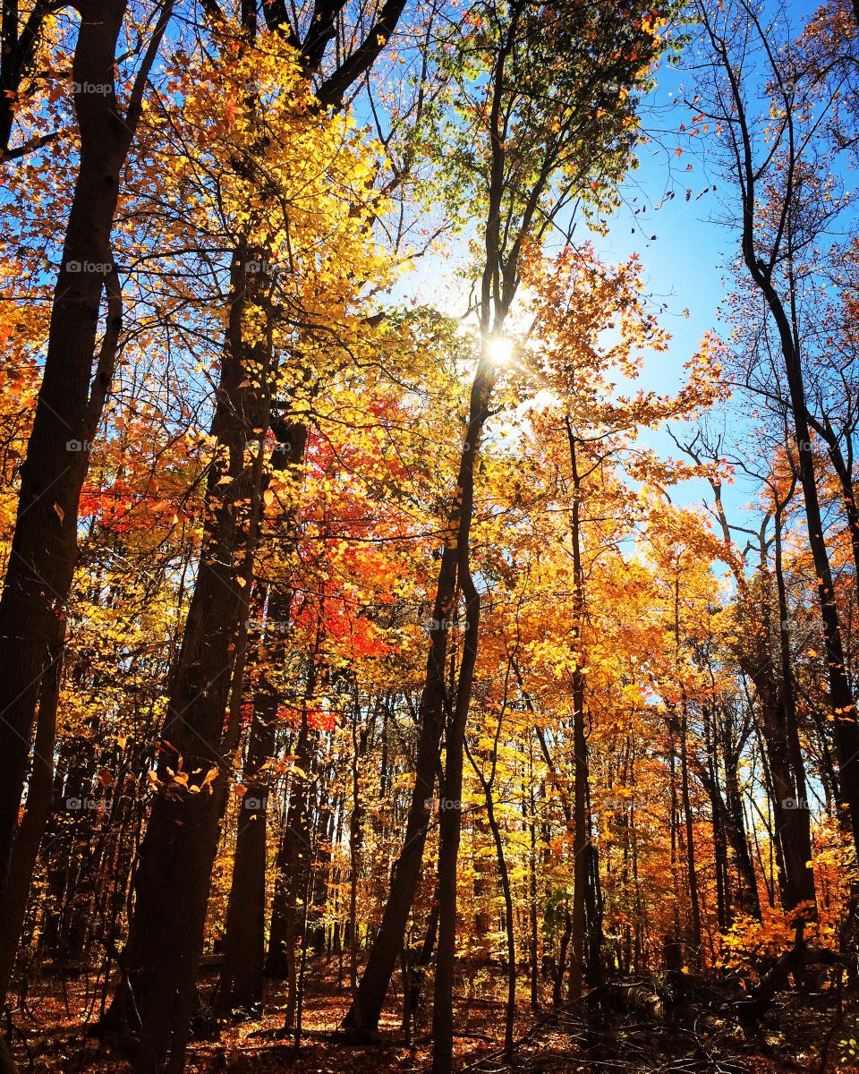 Autumn trees in forest