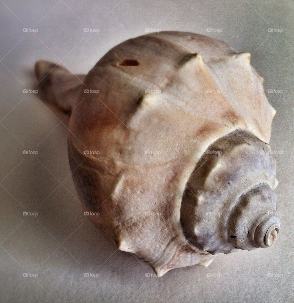 Conch shell