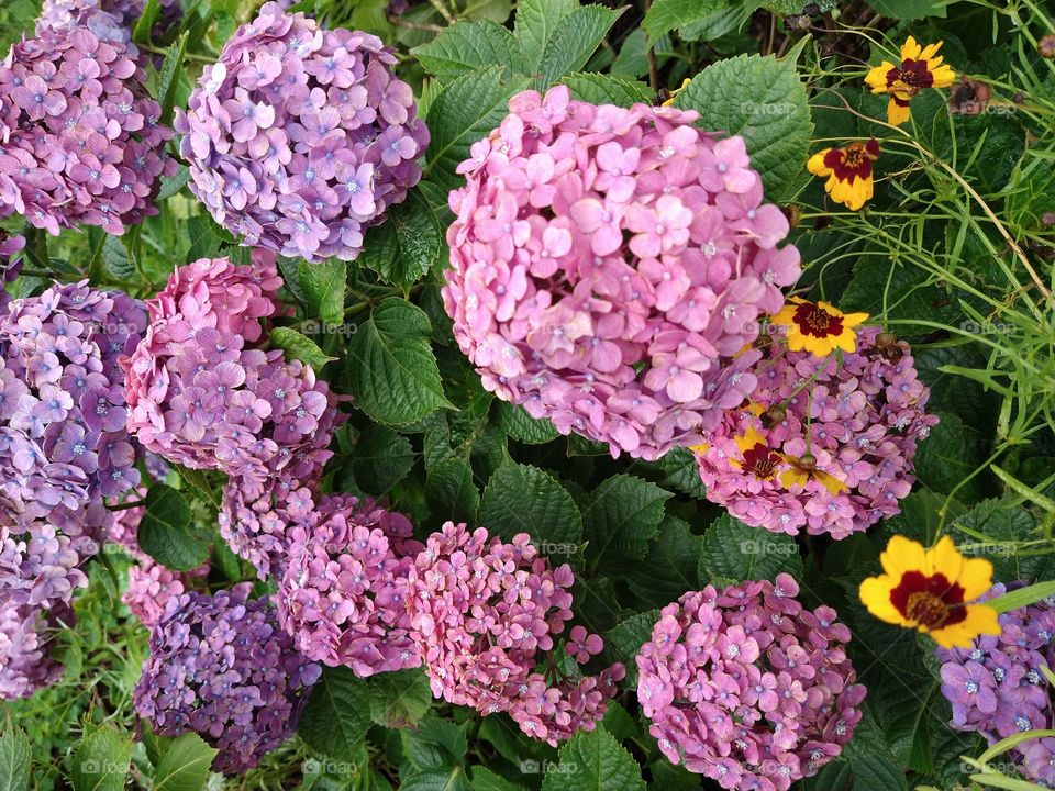Blooming hydrangeas