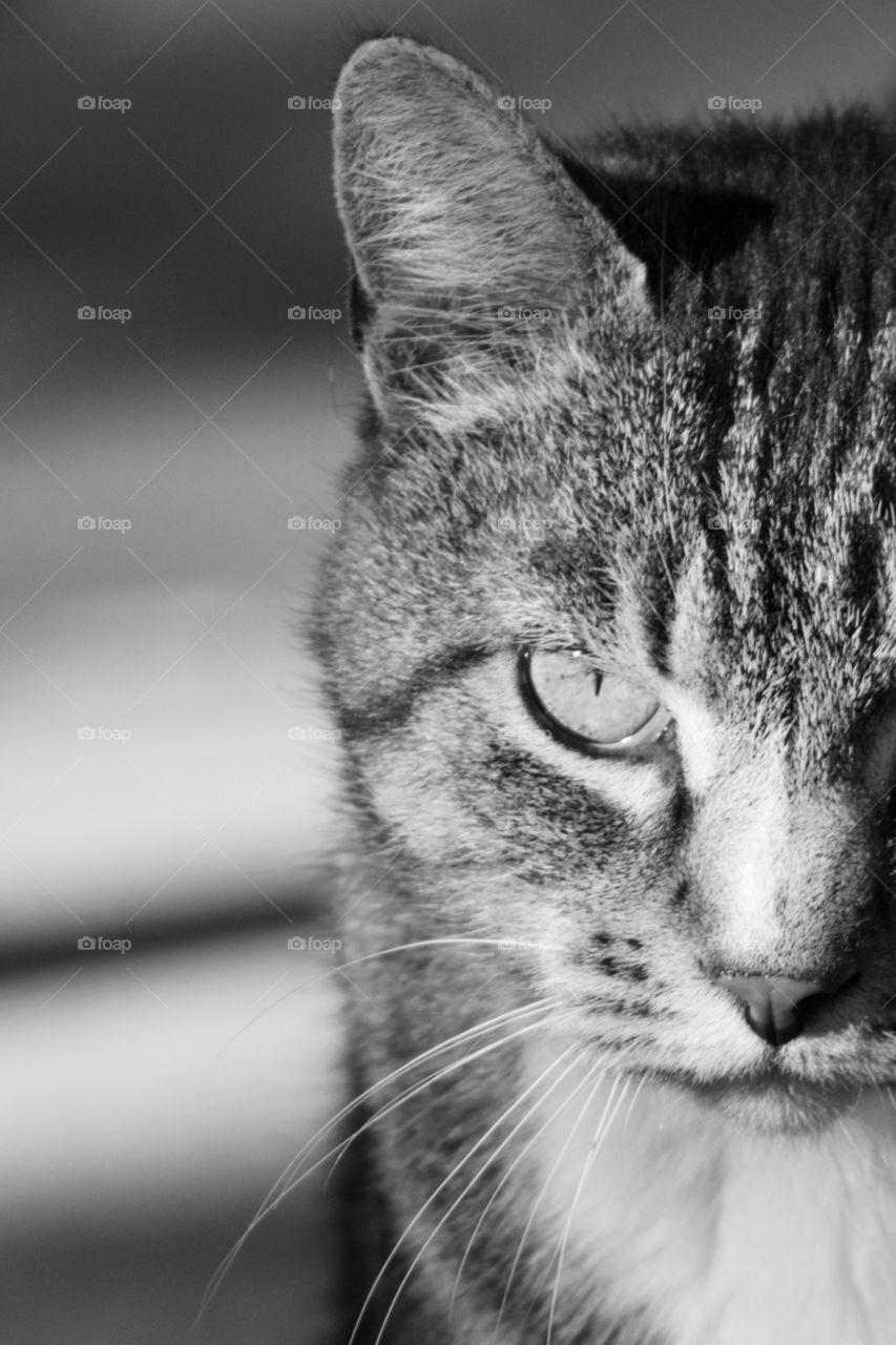Closeup partial headshot of a tabby cat’s face in black and white 