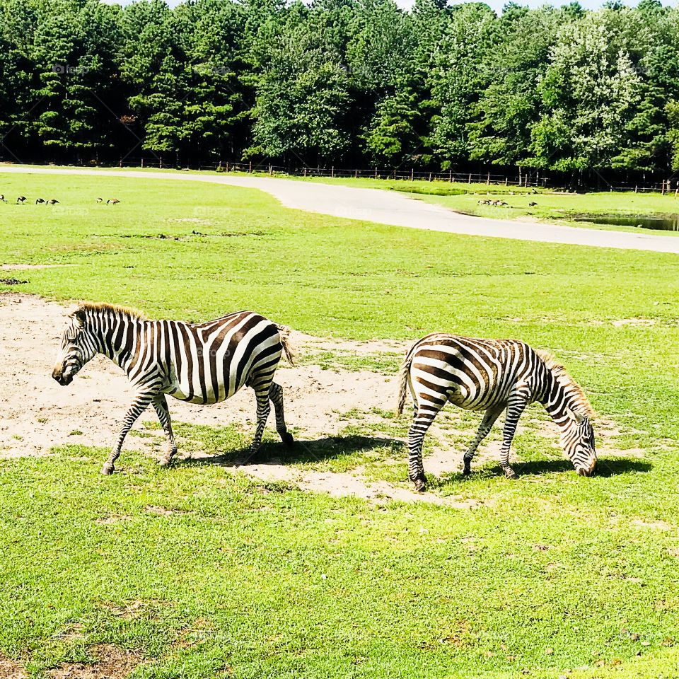 Zebra - Black & White Stripes