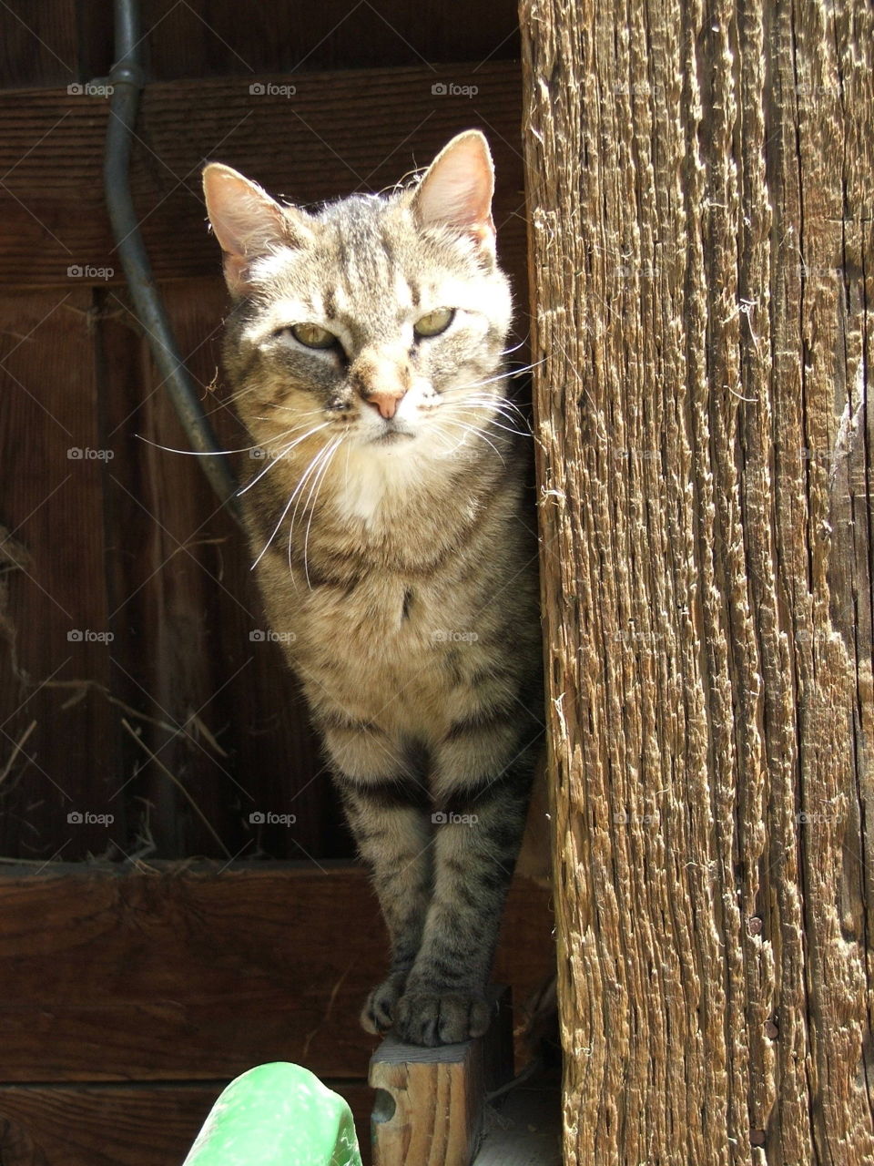 Cat in the Sun. A cat emerging from a barn into the Sun