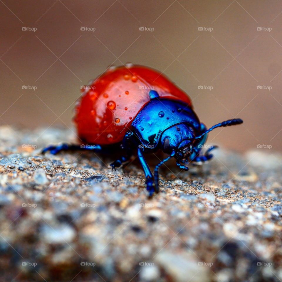 Close-up of a red beetle