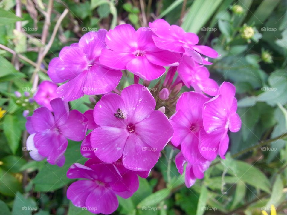 A gorgeous flower called phlox, from my garden.