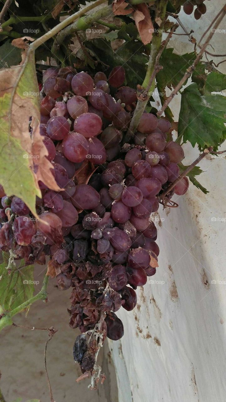 Bunches of grapes.