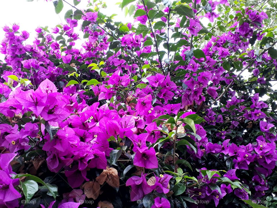 The great bougainvillea in full bloom