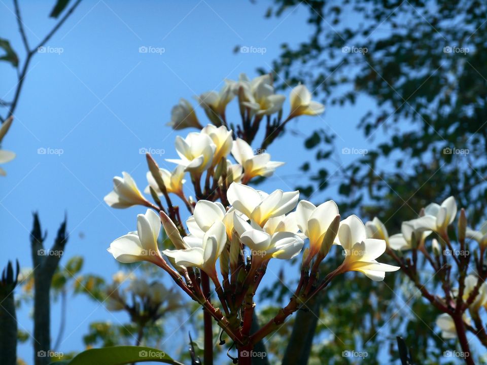 Plumeria flower