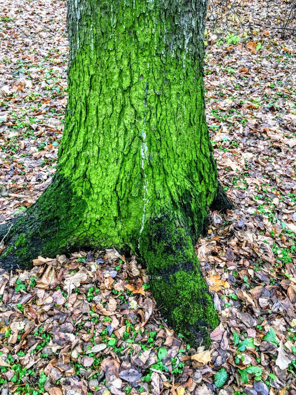 trunk of a tree like a dinosaur paw
