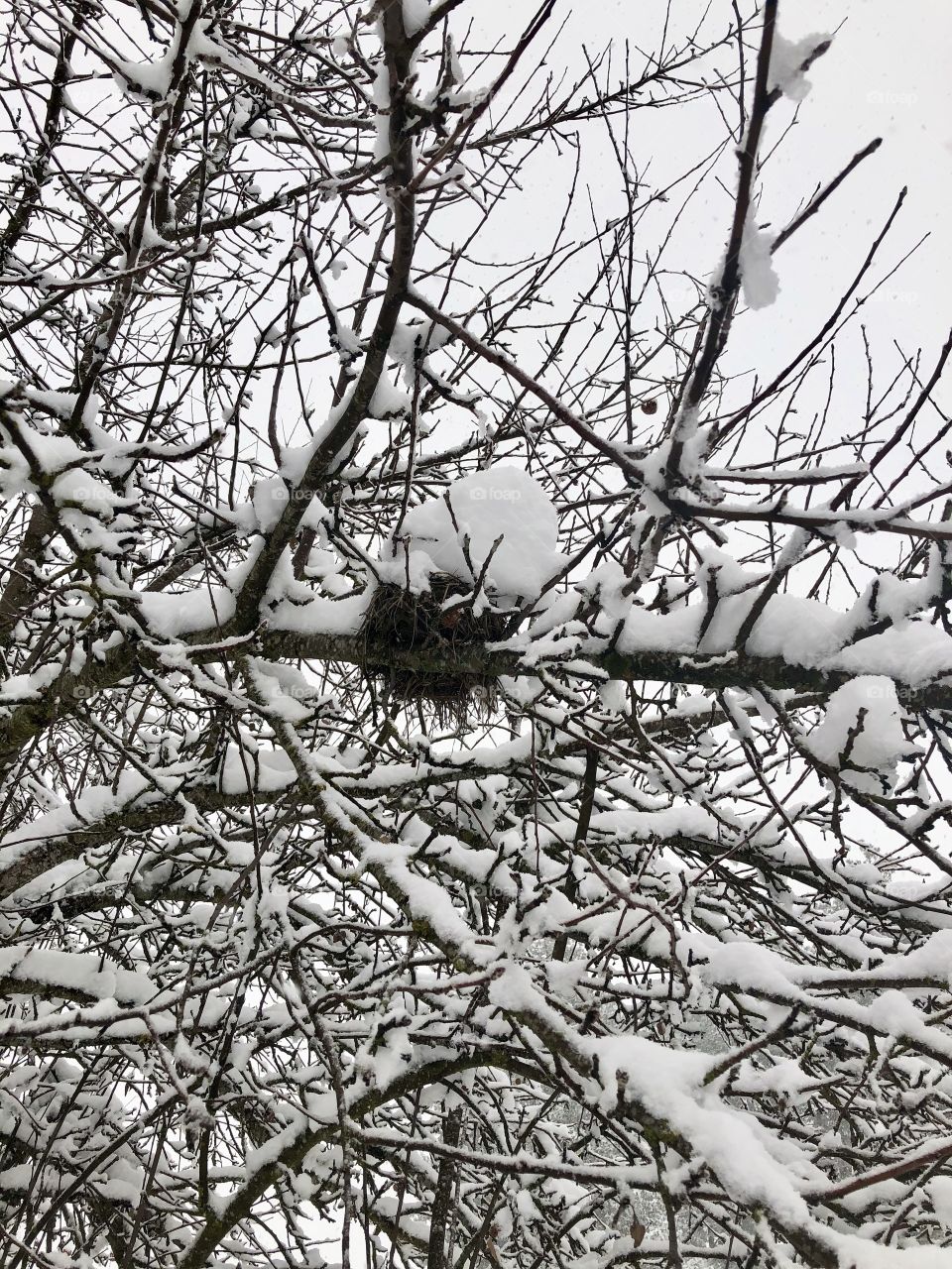 Bird’s nest filled with snow