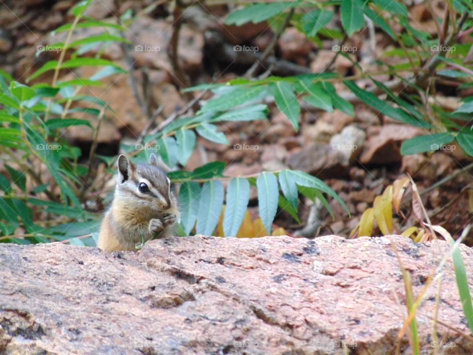 A tiny chipmunk enjoying a snack. 