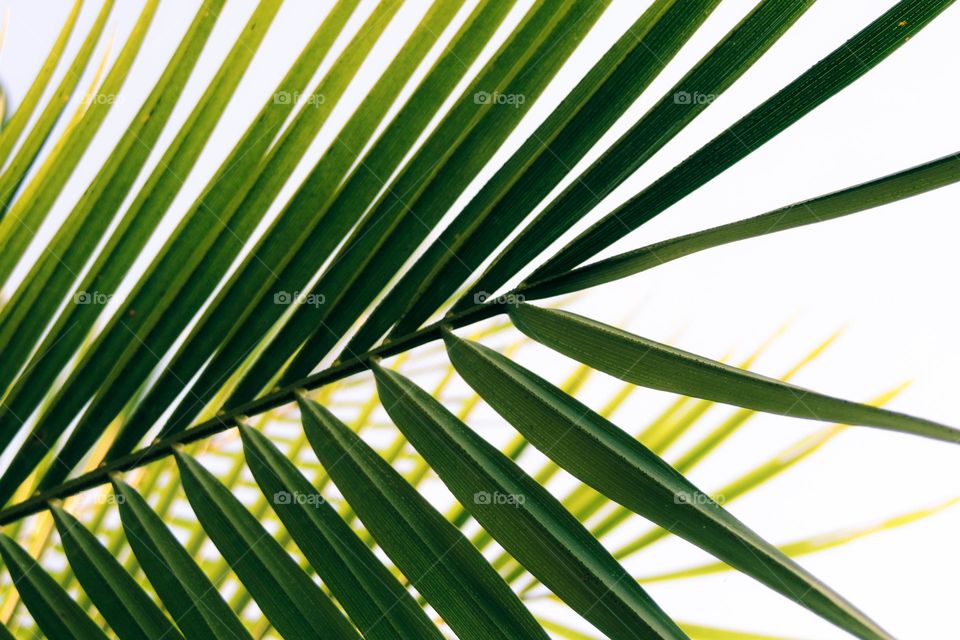 Elegantes folha de Palmeira