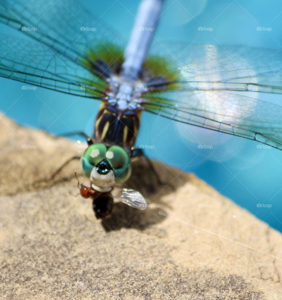 Dragonfly Captured Flying Ant