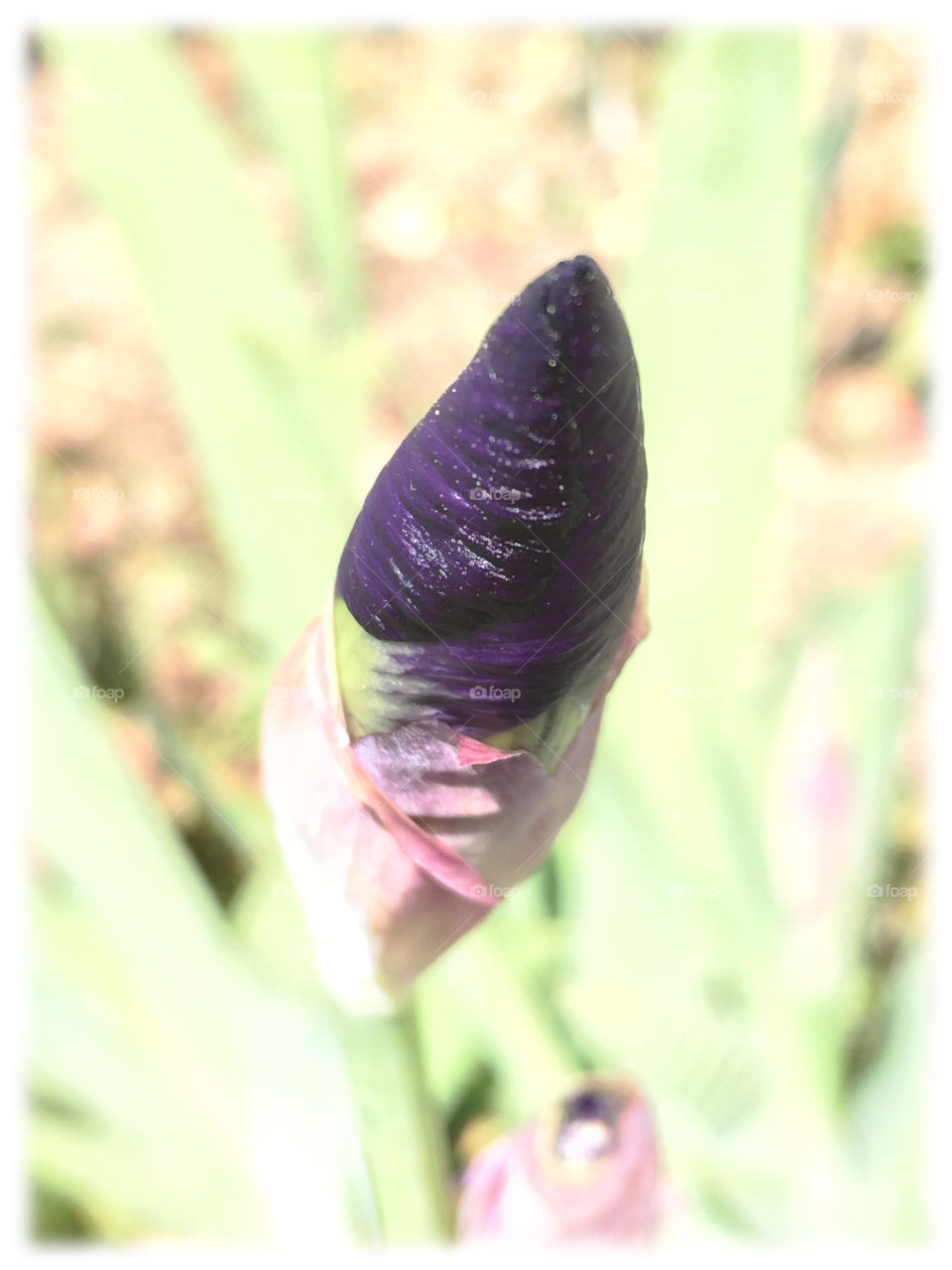 Young iris focused shape