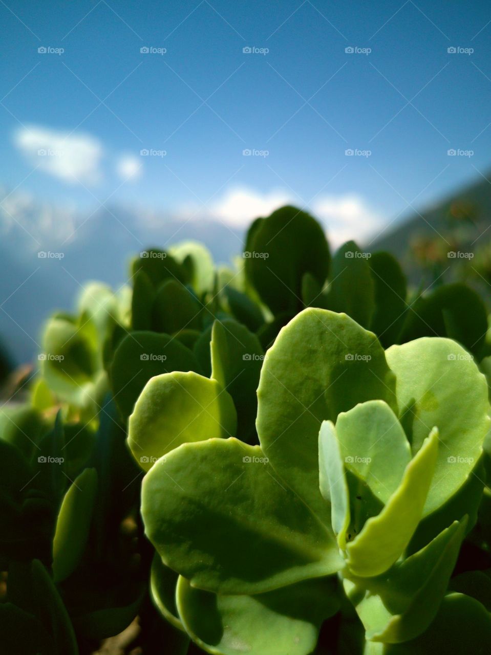 Summer's flower garden