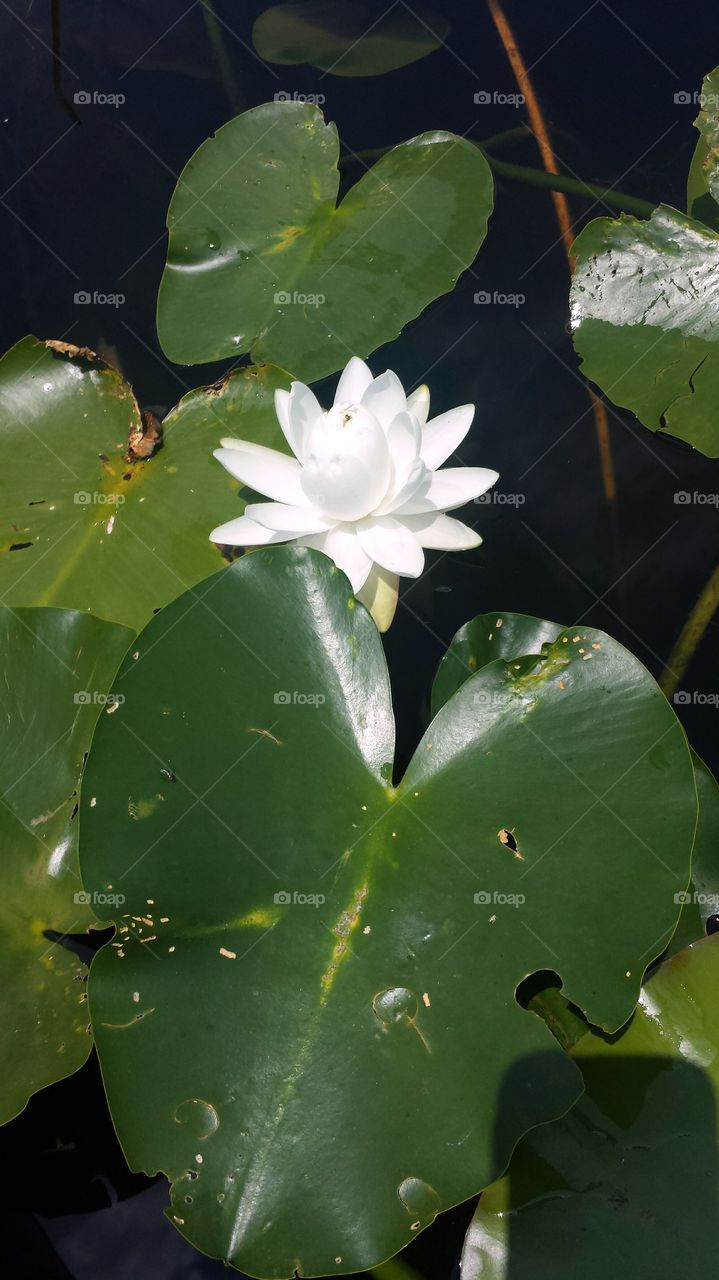 Water Lily