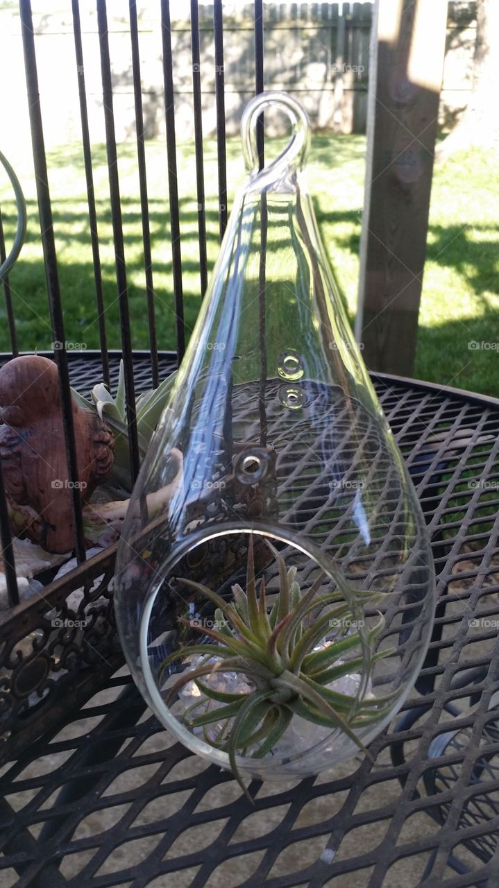 Nature, No Person, Garden, Summer, Outdoors