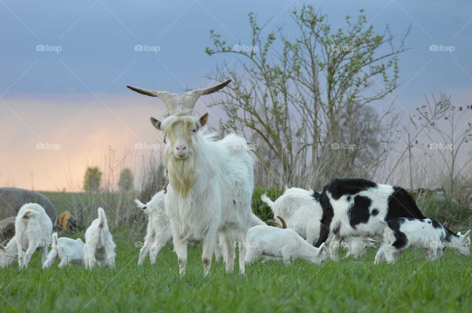 The family of goats