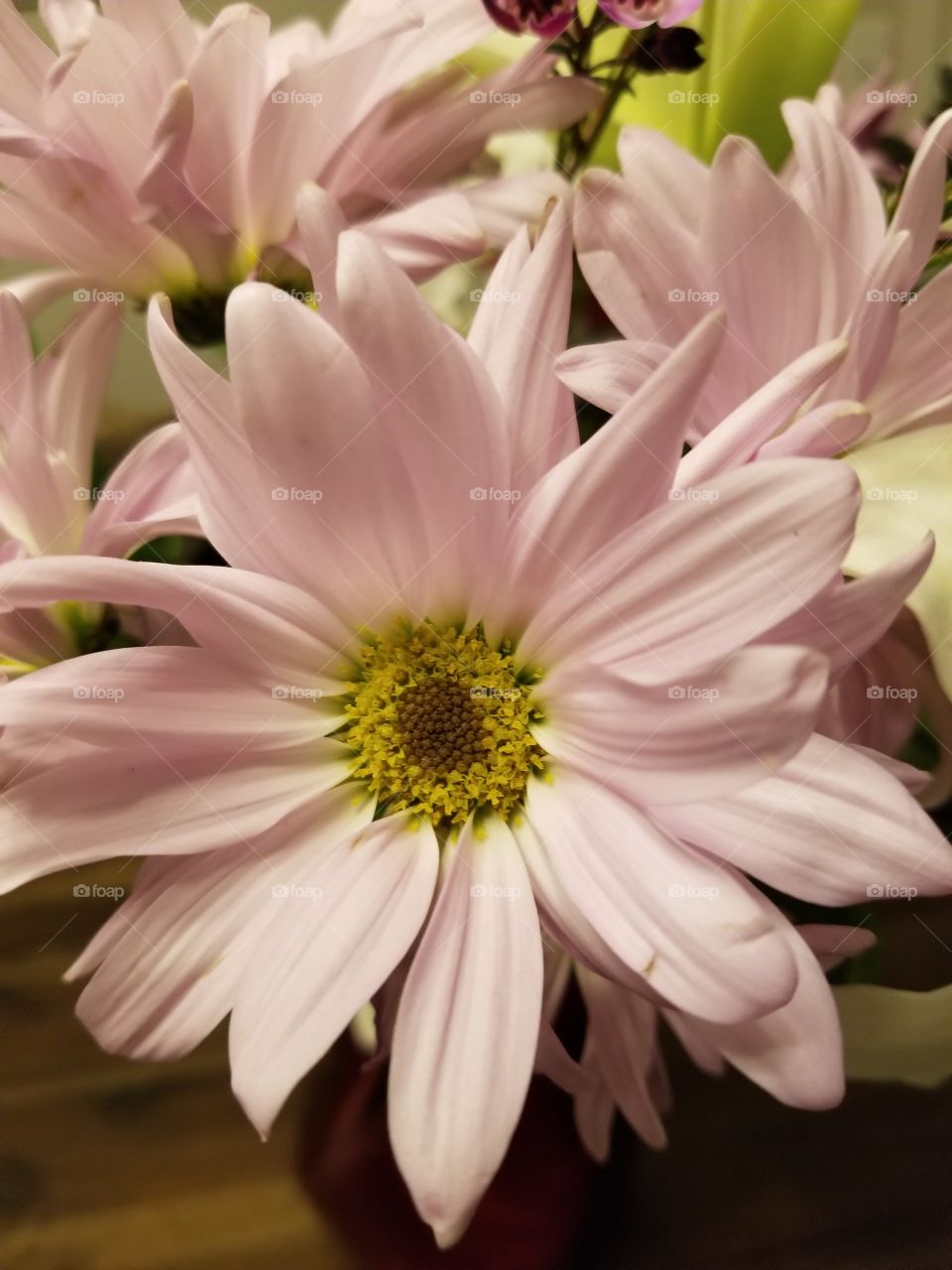 light pink flower