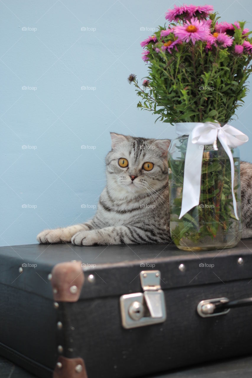 Cat and flower