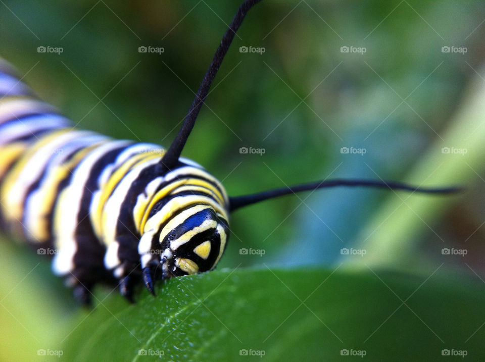 macro leaf insect eat by tomrobbarber