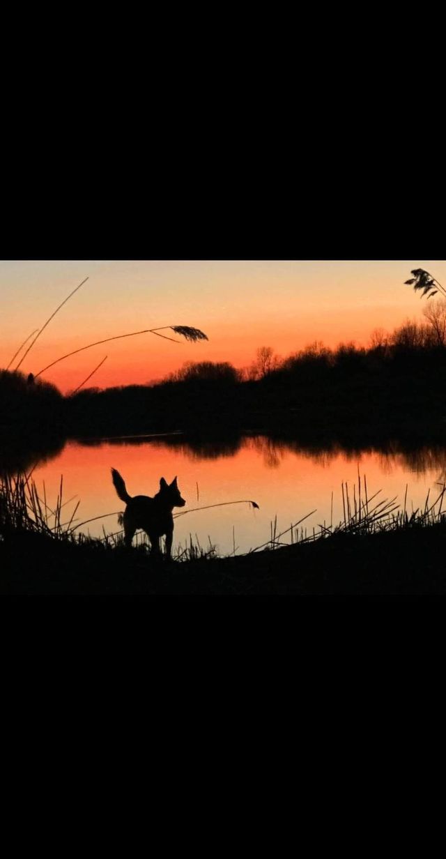 Took pictures of my dog with a iPhone 14 pro at
New Athens, Illinois USA❤️
