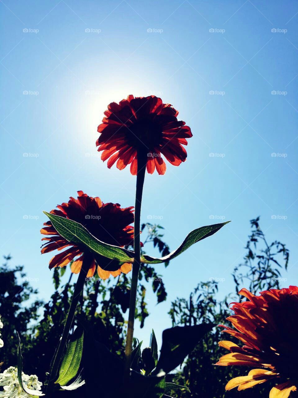 Солнце и цветок