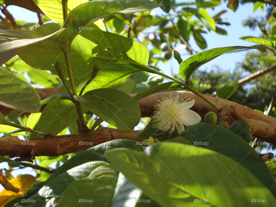 Guava flower