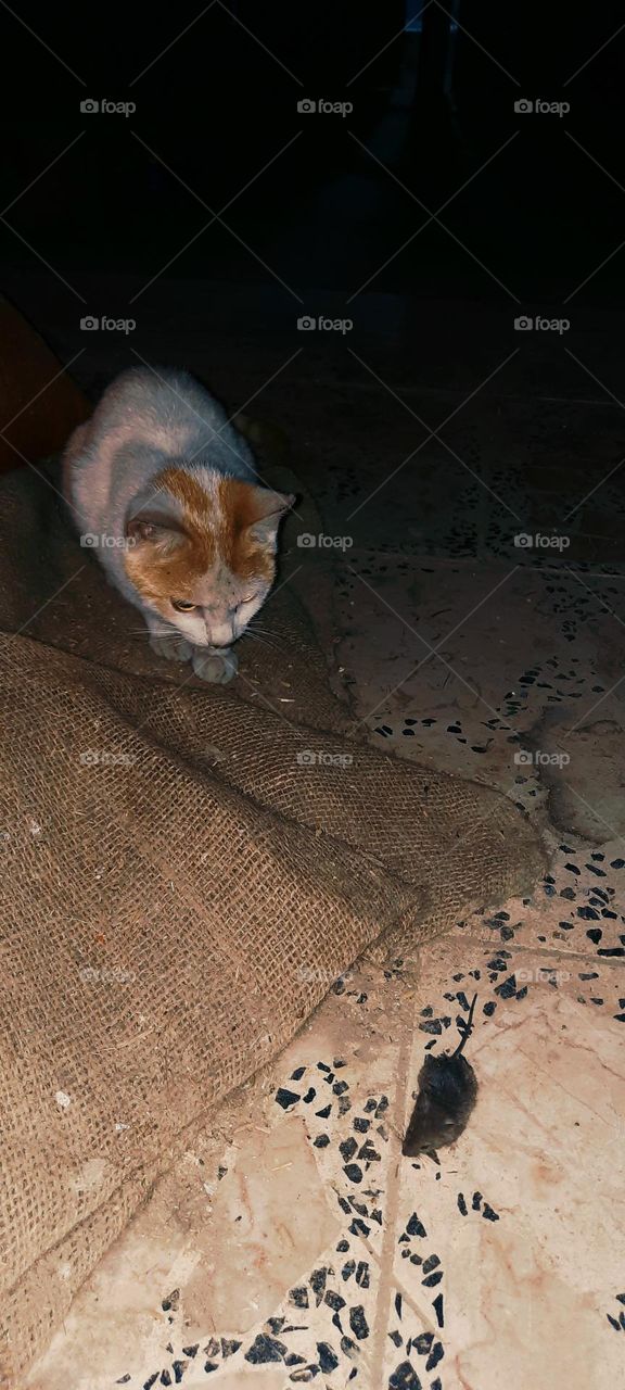 Mouse hunting by my cat in a rice barn