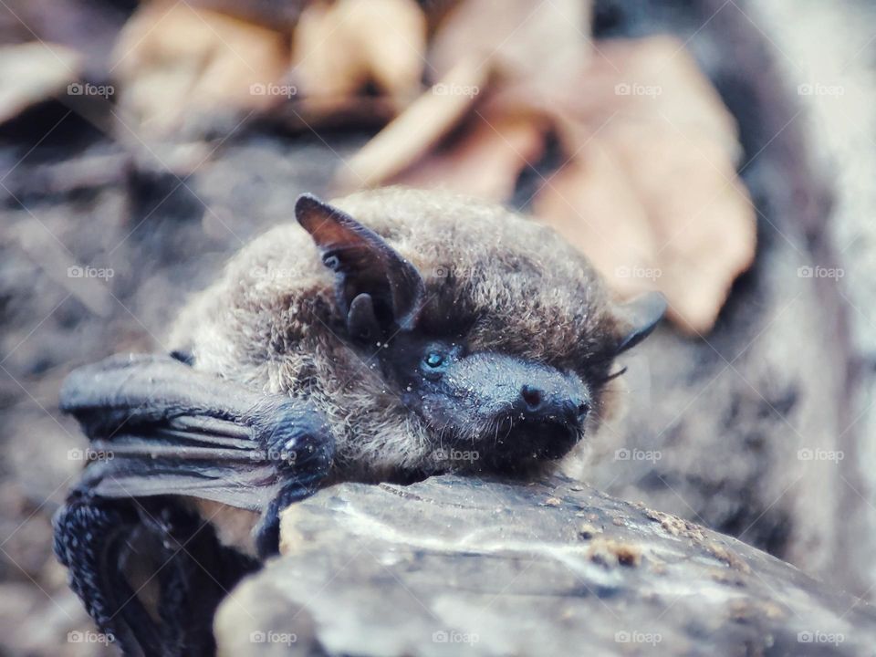 Nathusius's pipistrelle, Animal