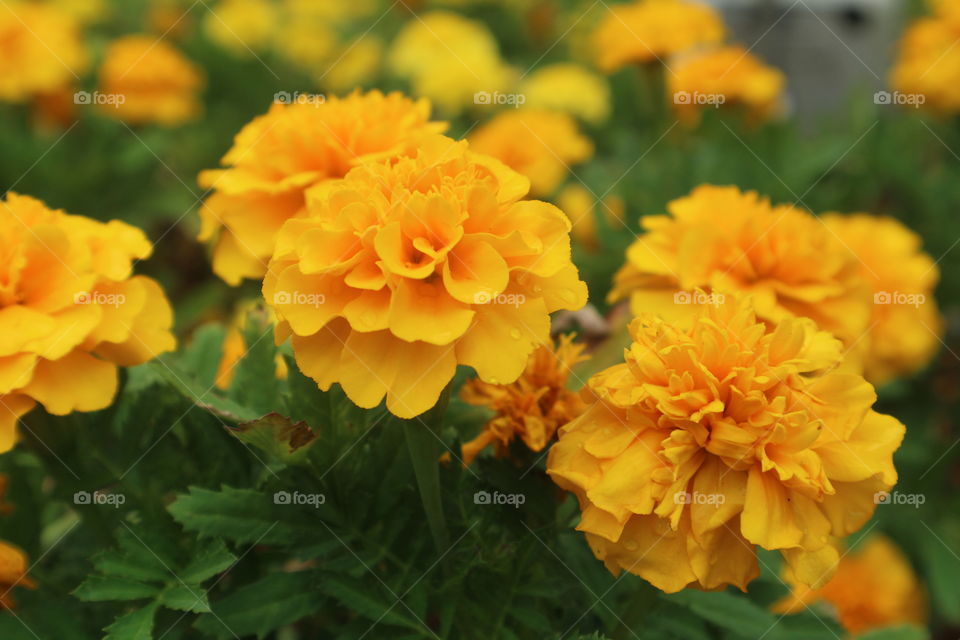 portrait of the flowers