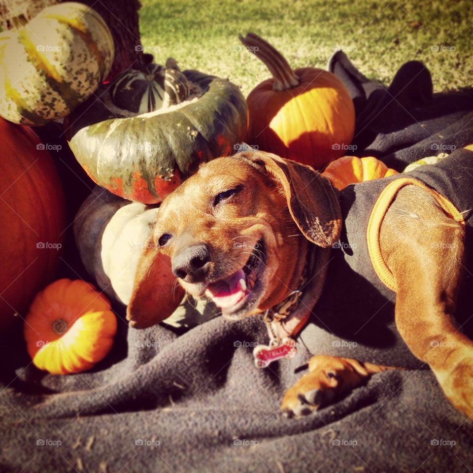 Happy Wiener Dog