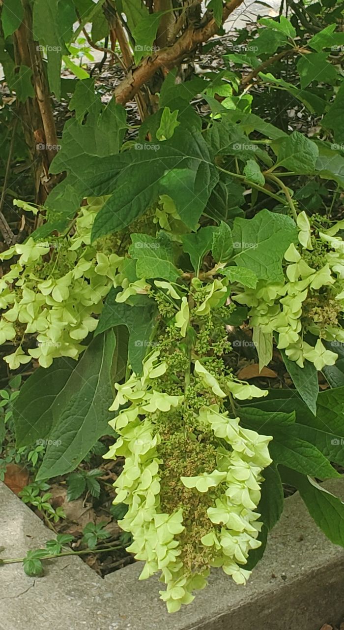 Oakland Hydrangeas