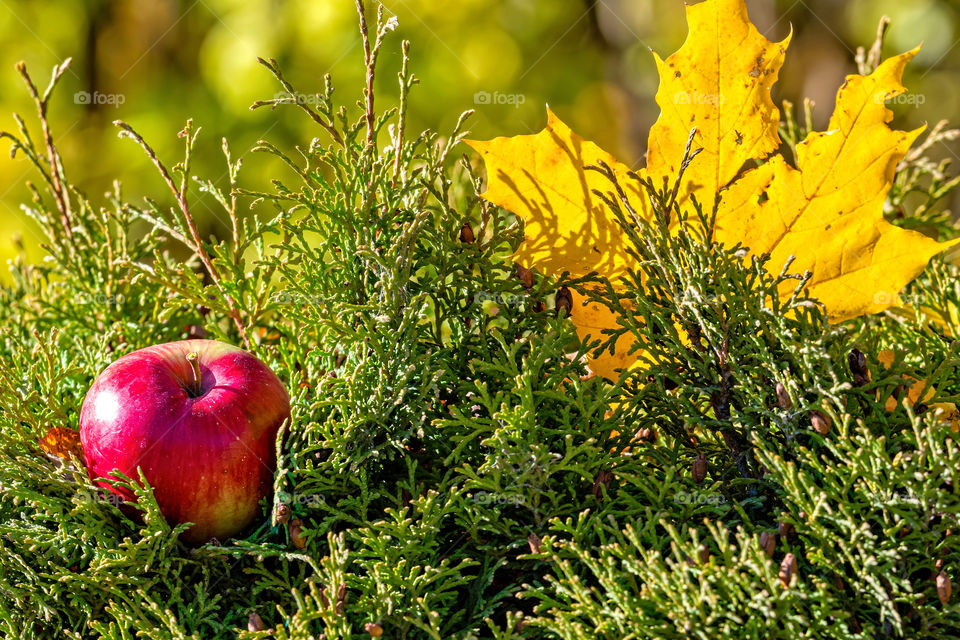 Lonely colorful maple leaf and red apple lying on a moss.
