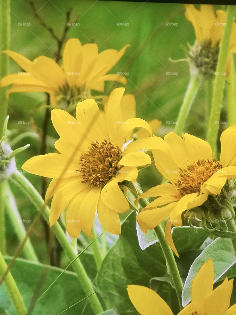Sun flowers on the Hills