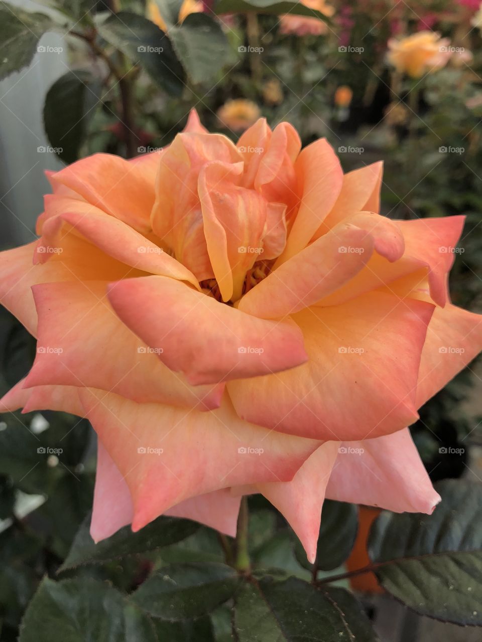 Gorgeous closeup of a peach colored rose bloom. 