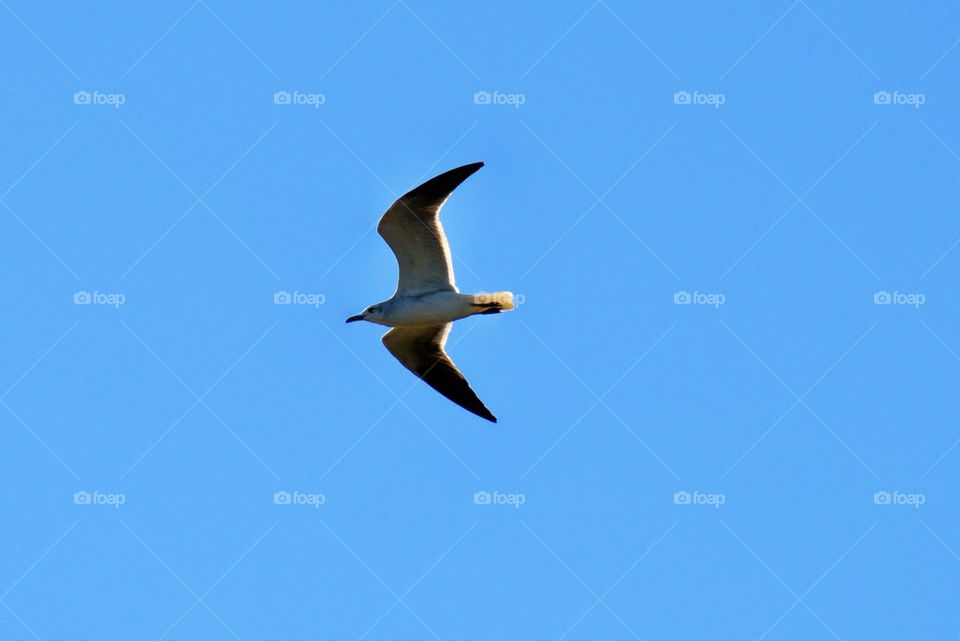 Seagull 3