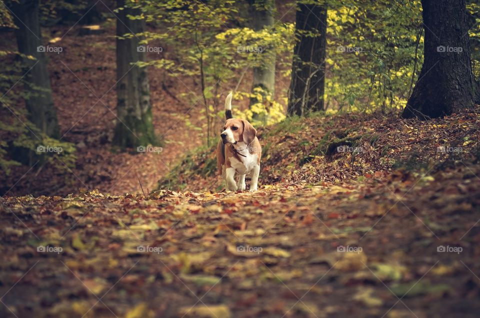 Walk in forest