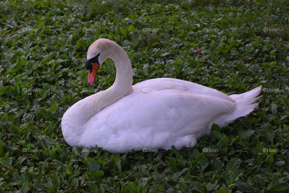 Bird, Swan, Nature, Lake, Water