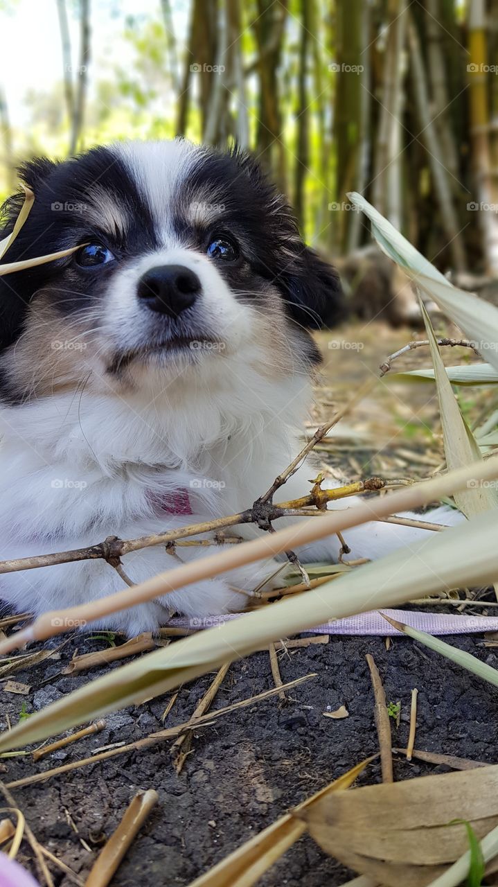 Portrait puppy in nature