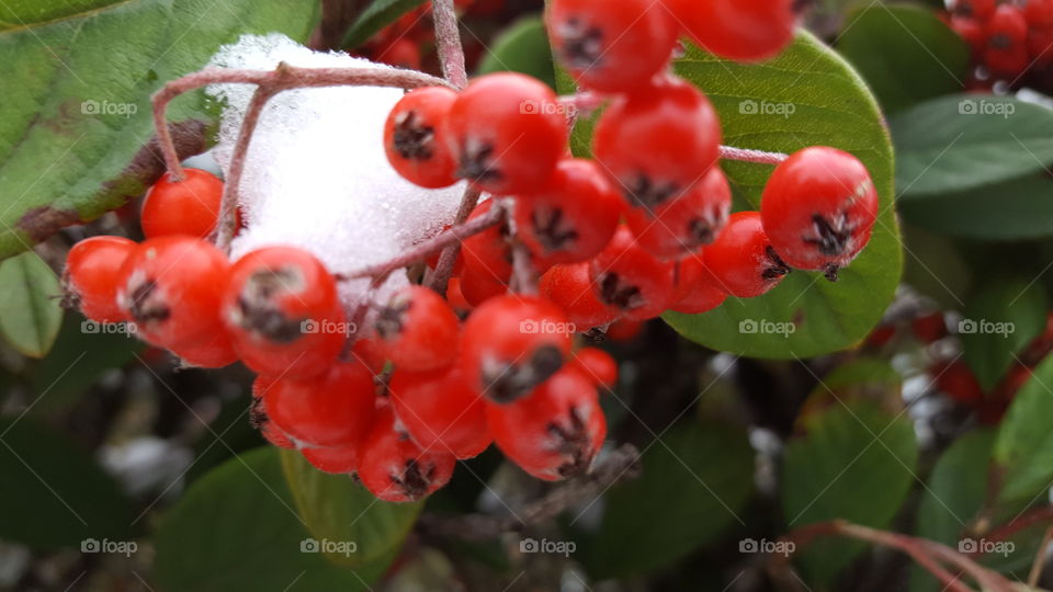 red berries