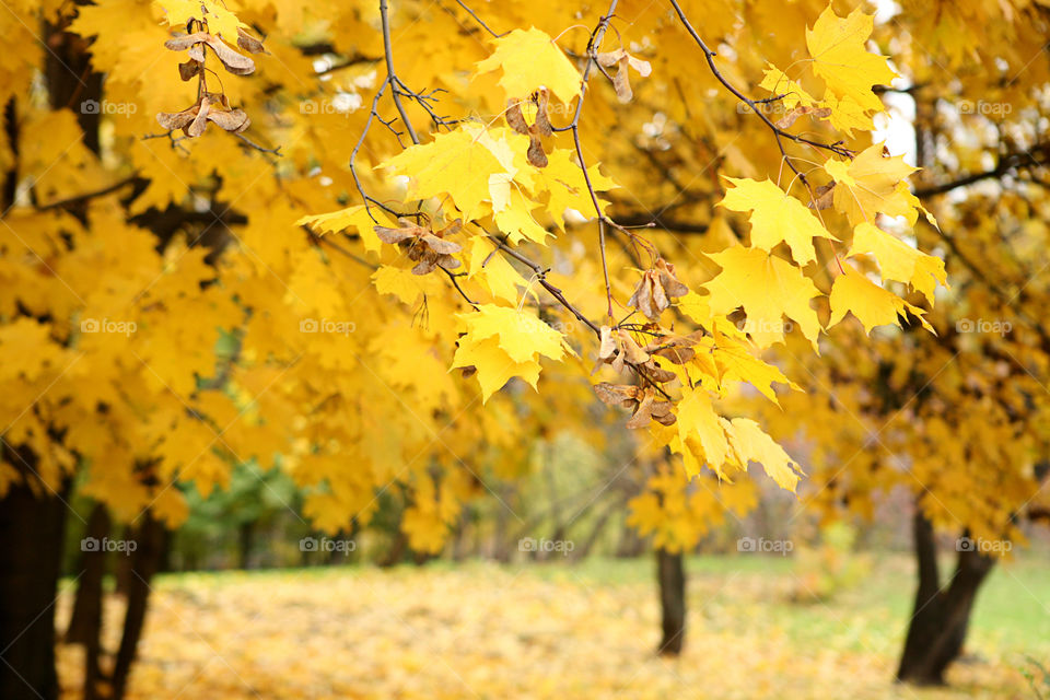 Colorful yellow maple leaves branch tree. Autumn 