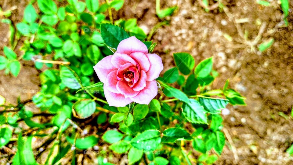 small pink flower